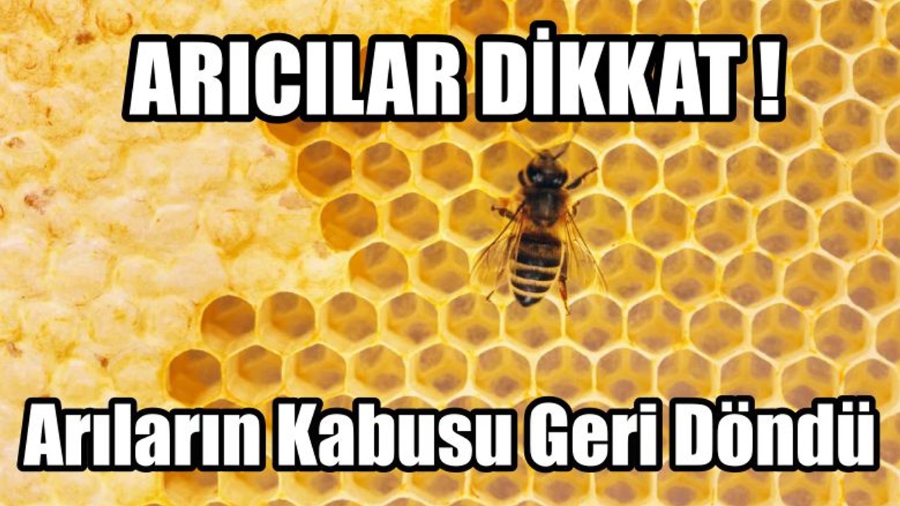 Arıların Kabusu Geri Döndü
