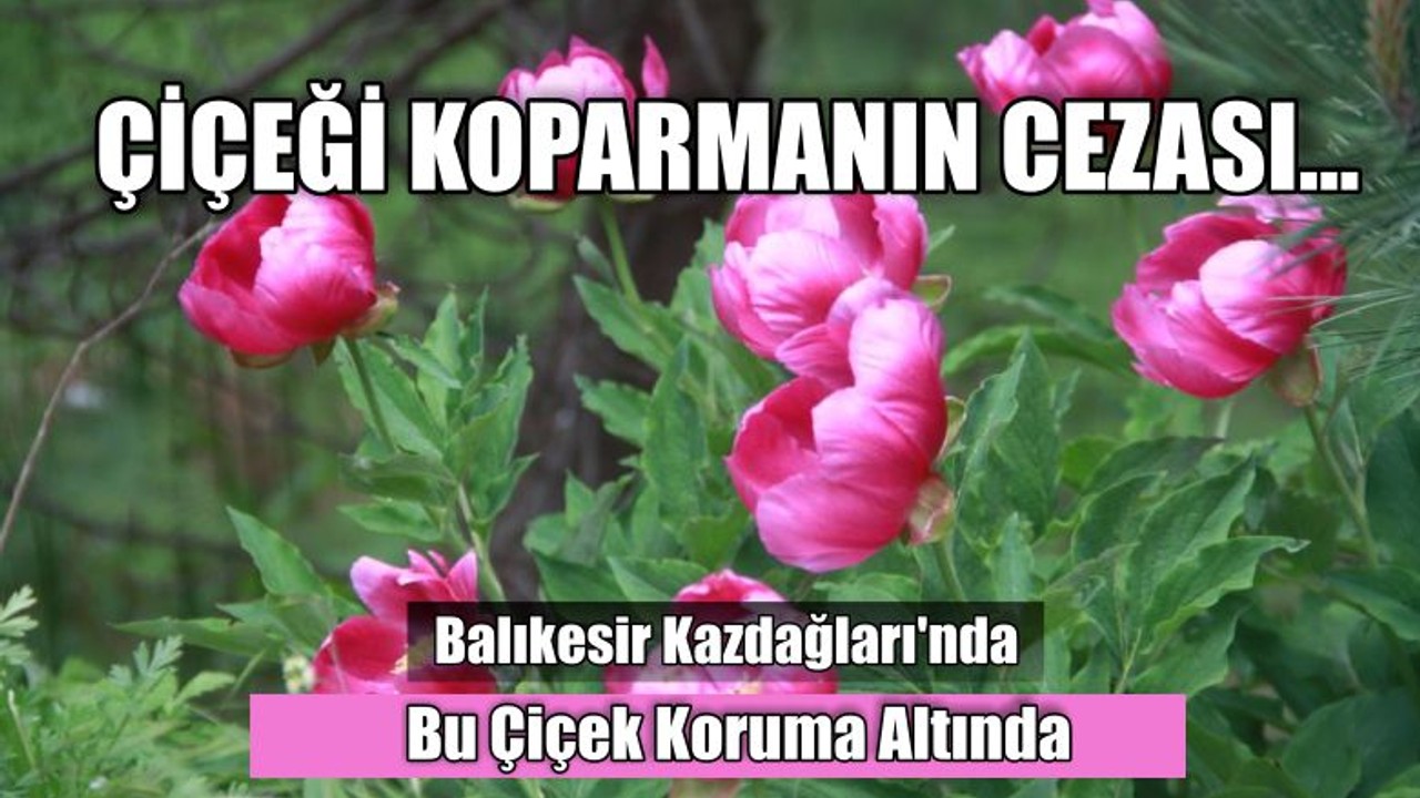 Balıkesir Kazdağları'nda Bu Çiçek Koruma Altında