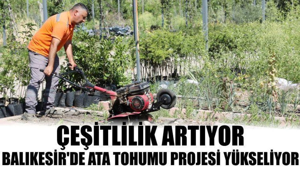 Balıkesir'de Ata Tohumu Projesi Yükseliyor