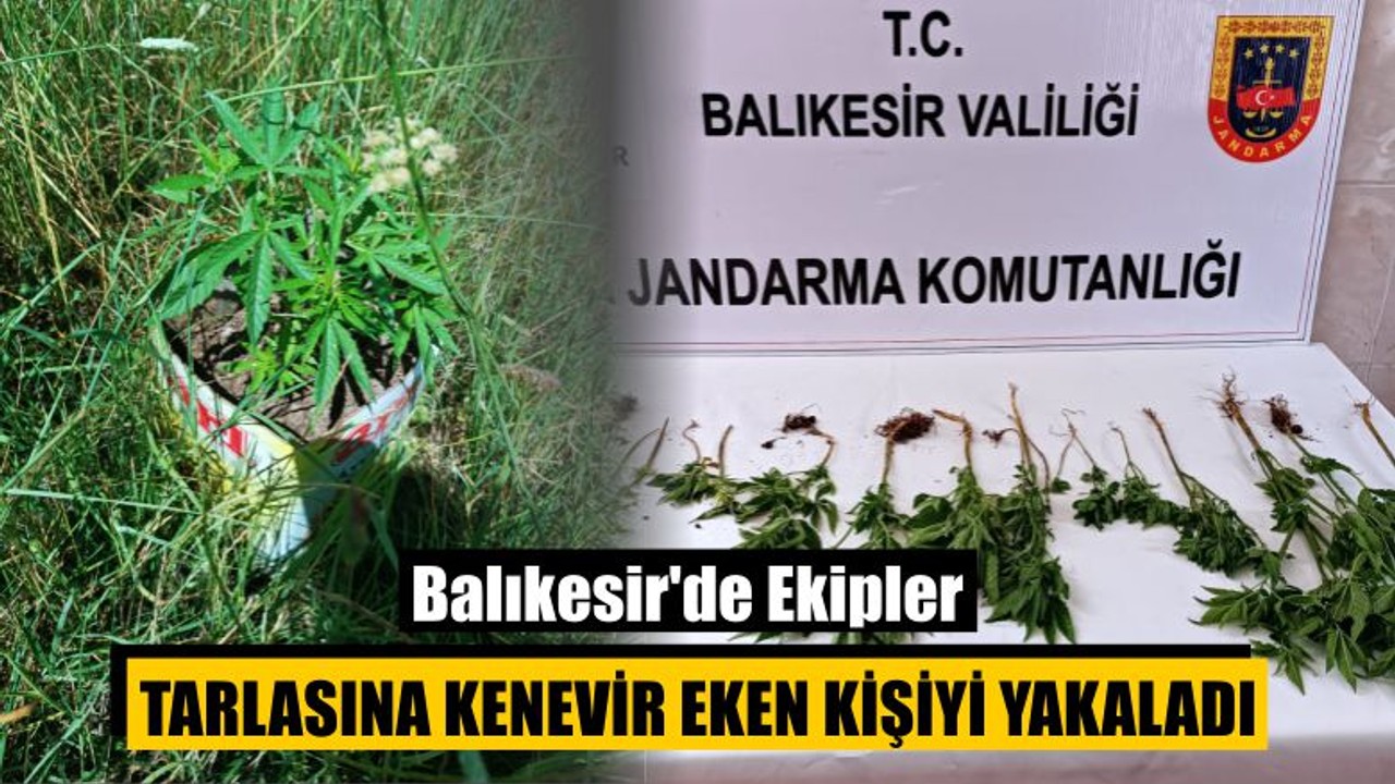 Balıkesir'de Ekipler Tarlasına Kenevir Eken Kişiyi Yakaladı