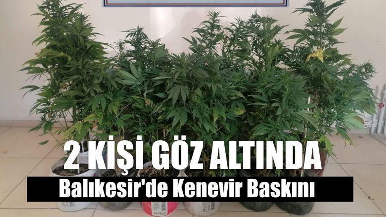 Balıkesir'de Kenevir Baskını