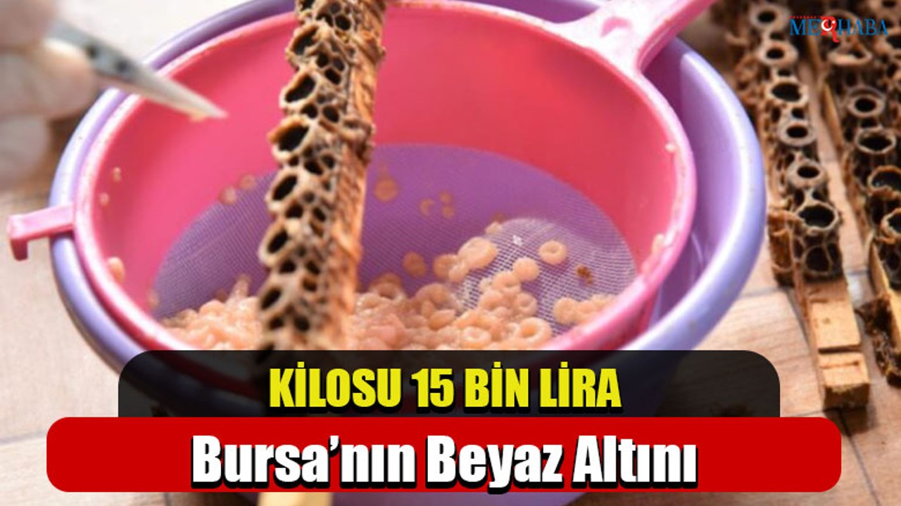 Bursa’nın Beyaz Altını