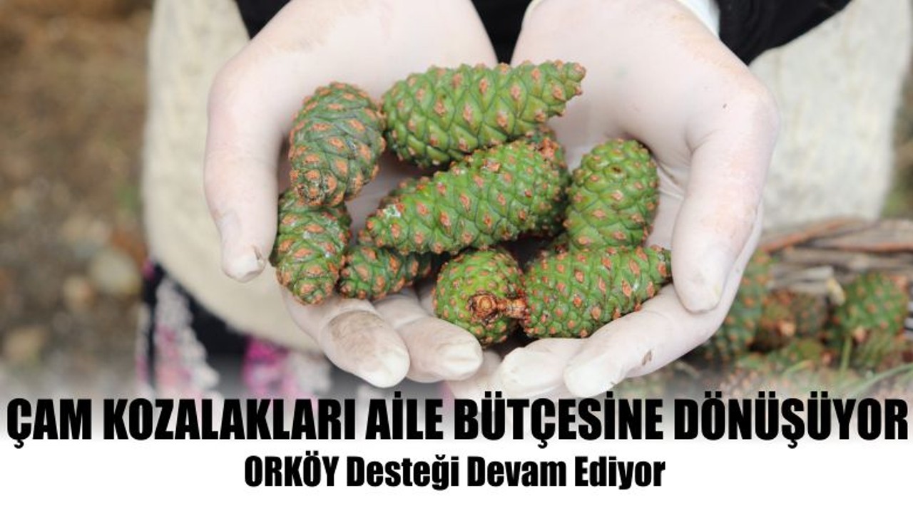 Çam Kozalakları Aile Bütçesine Dönüşüyor