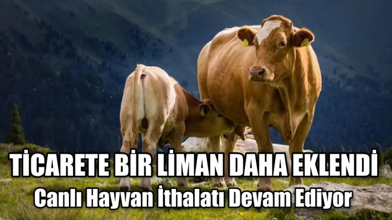 Canlı Hayvan İthalatı Devam Ediyor