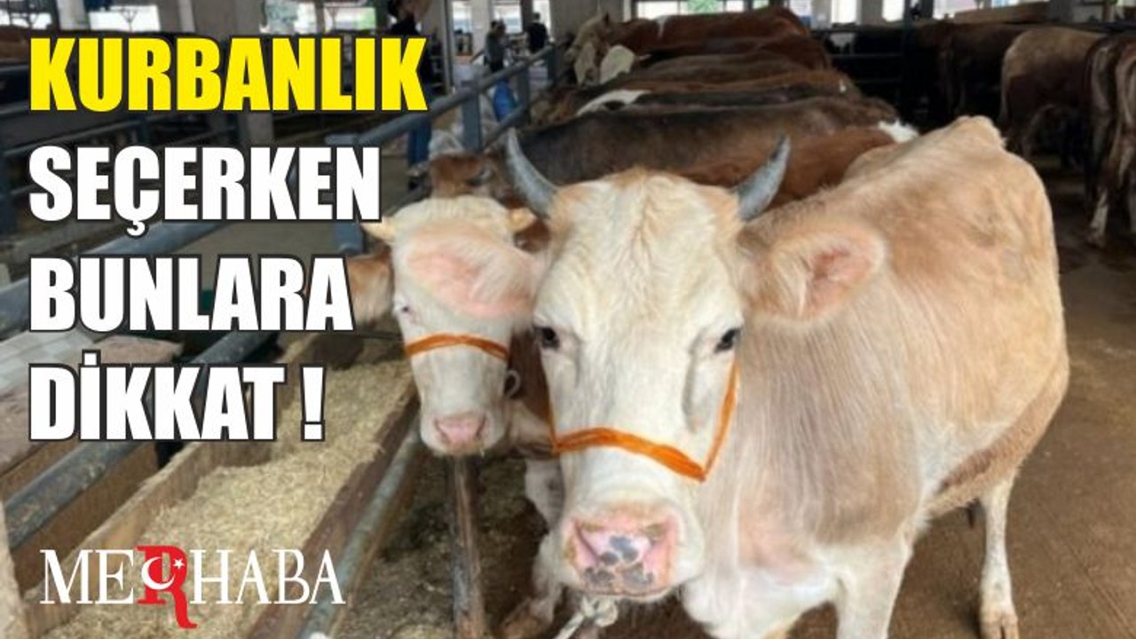 Kurbanlık Seçerken Bunlara Dikkat Edin!