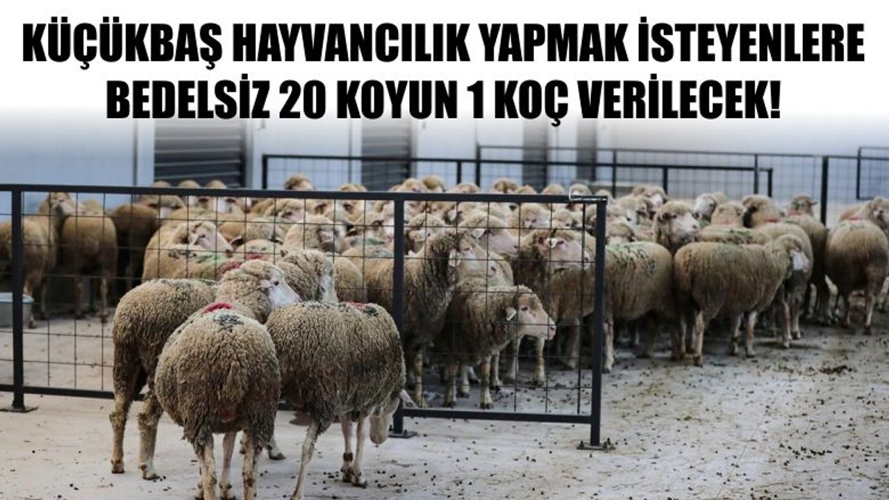 Küçükbaş Hayvancılık Yapmak İsteyenlere Bedelsiz 20 Koyun 1 Koç Verilecek!