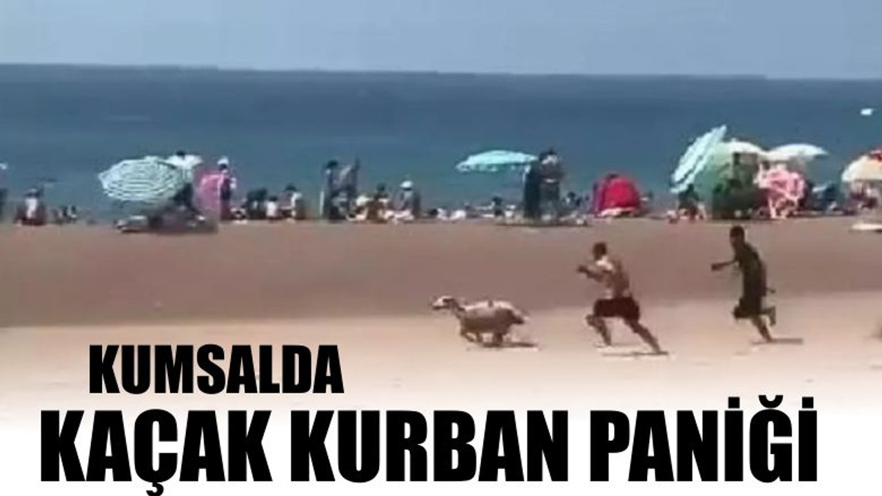 Kumsalda Kaçak Kurban Paniği