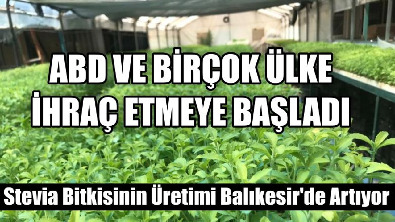 Stevia Bitkisinin Üretimi Balıkesir'de Artıyor