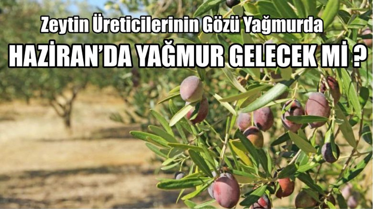 Zeytin Üreticilerinin Gözü Yağmurda