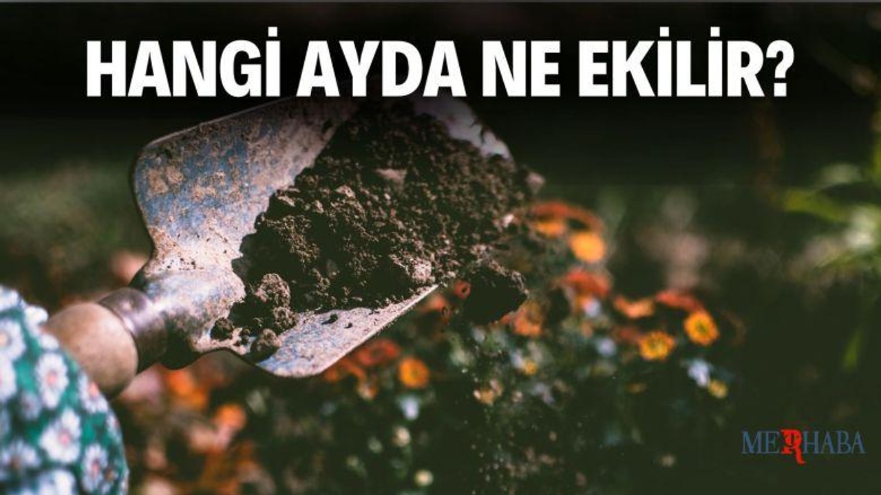 Hangi Ayda Ne Ekilir?