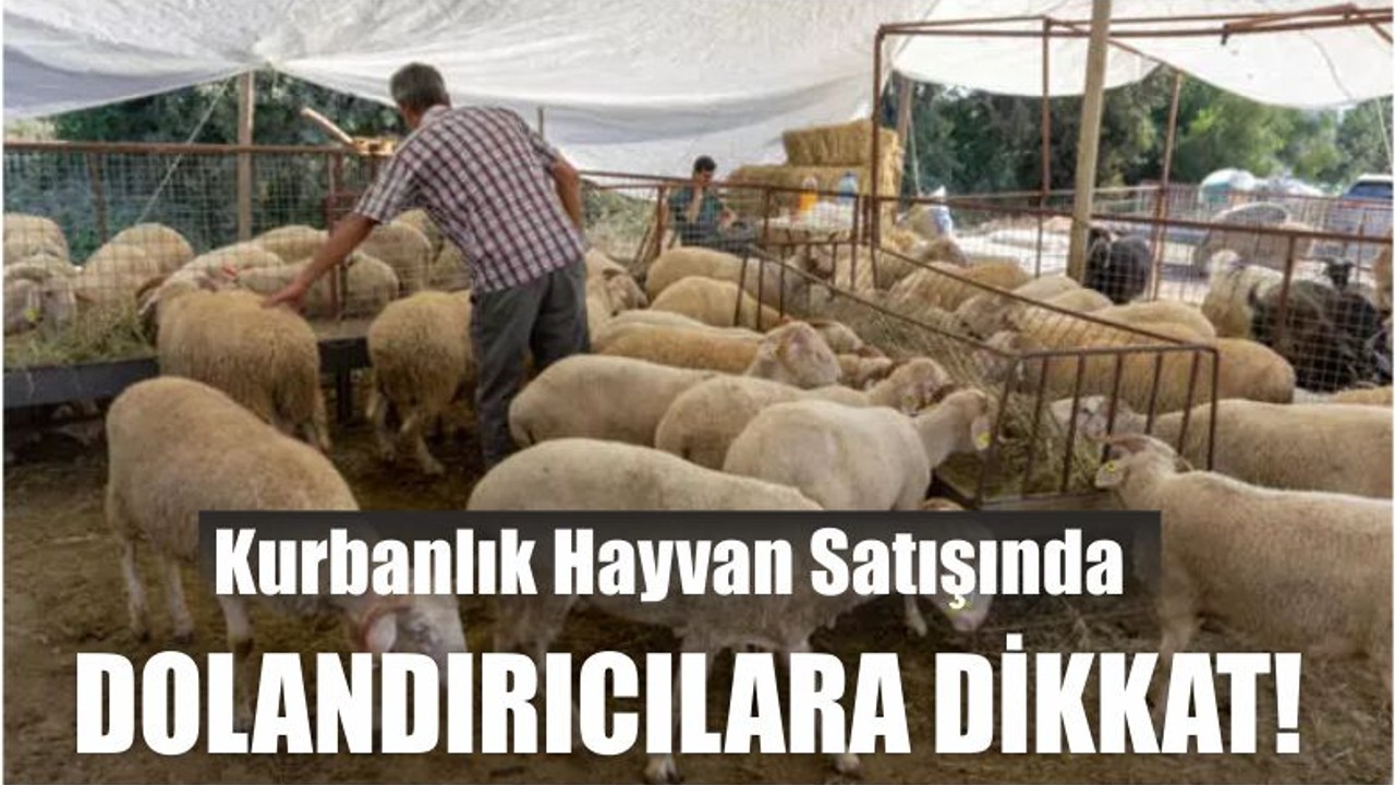 Kurbanlık Hayvan Satışında Dolandırıcılara Dikkat!