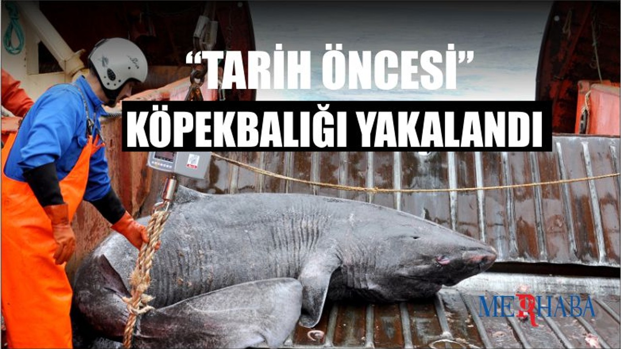 'Tarih Öncesi' Köpekbalığı Çıktı