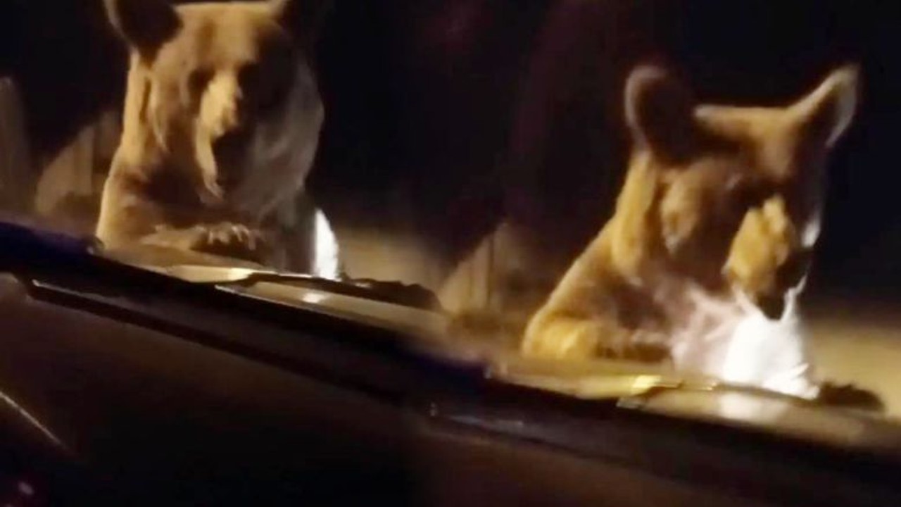Ayı Ailesi Otomobilin Önünü Kesti