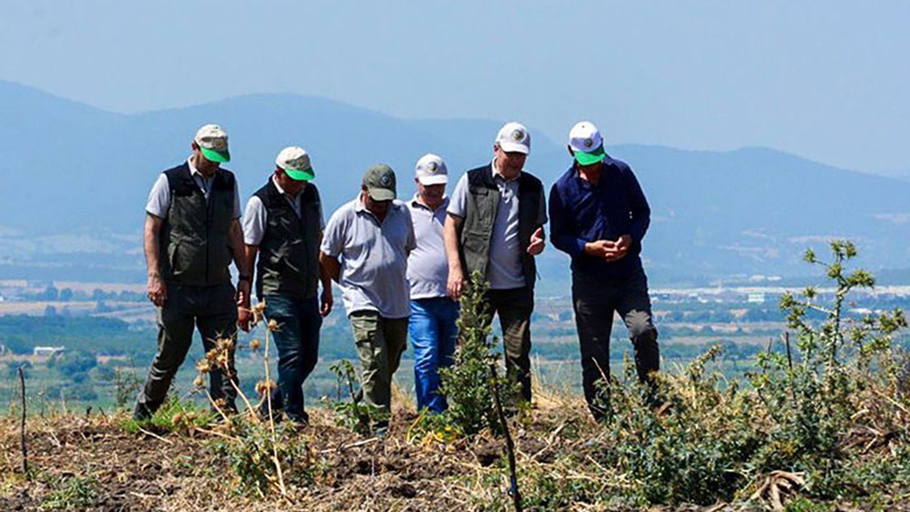 Balıkesir Orman Bölgeden, Gelir Getirici Tür Çalışması