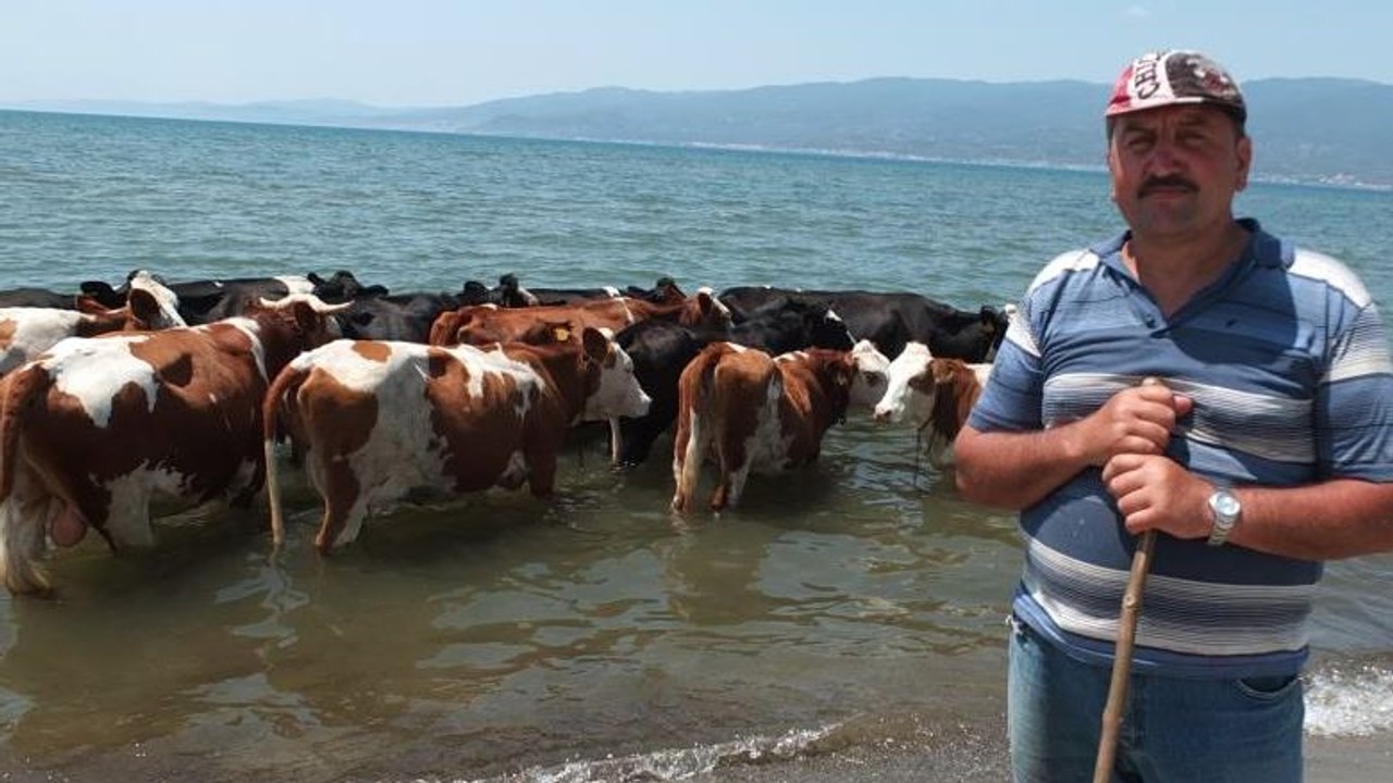 Balıkesir'de İnekler Denizde Serinledi
