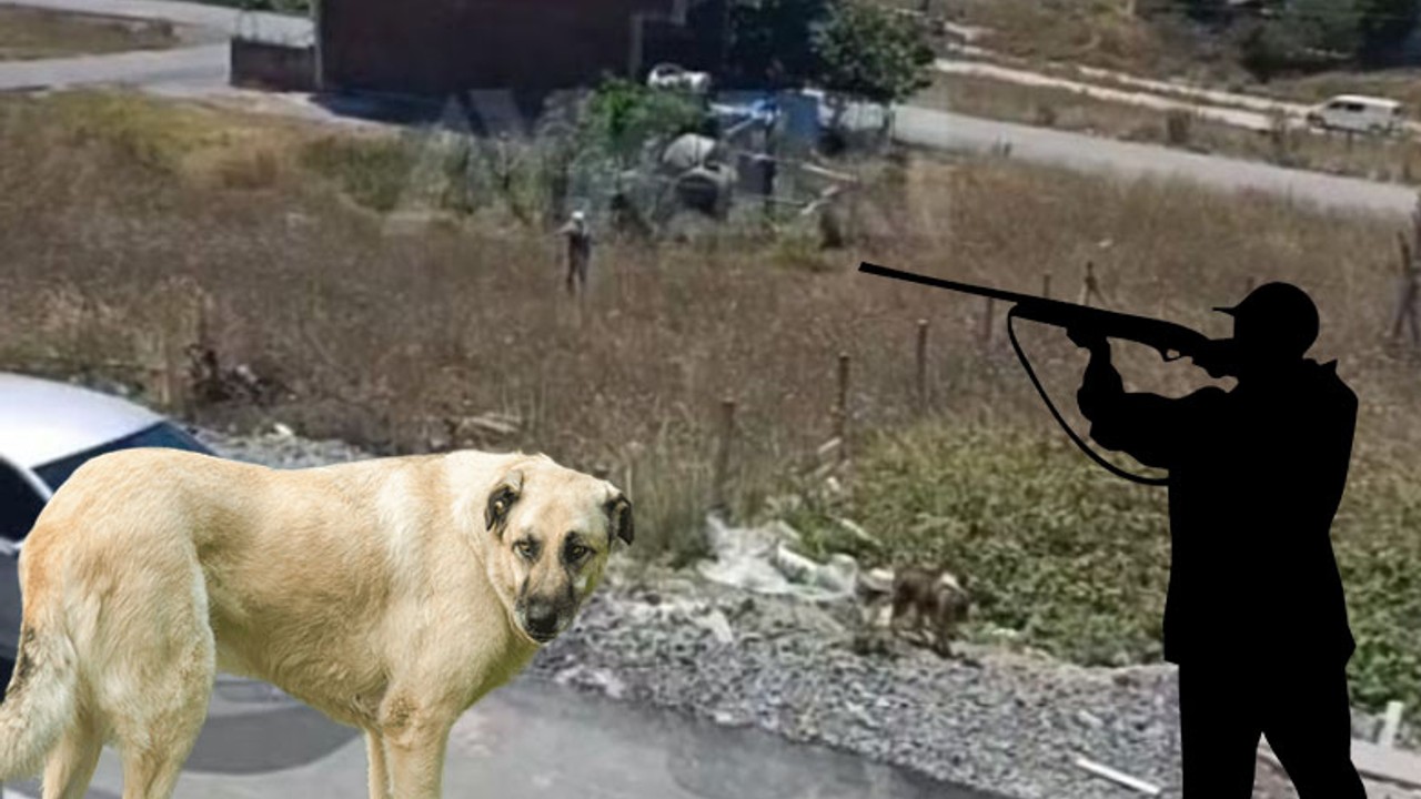 Bir Şahıs Av Tüfeğiyle Köpeklere Saldırdı