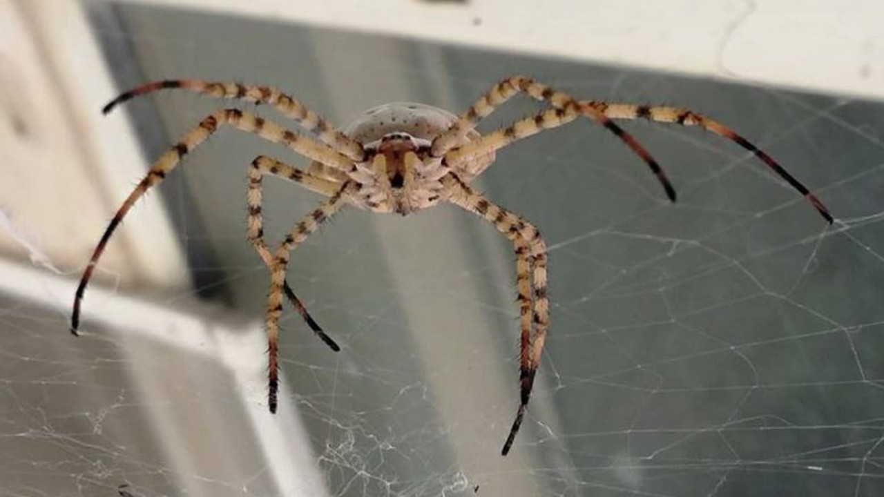 Dünyanın En Zehirli Örümceklerinden Biri Ayvalık'ta Görüntülendi