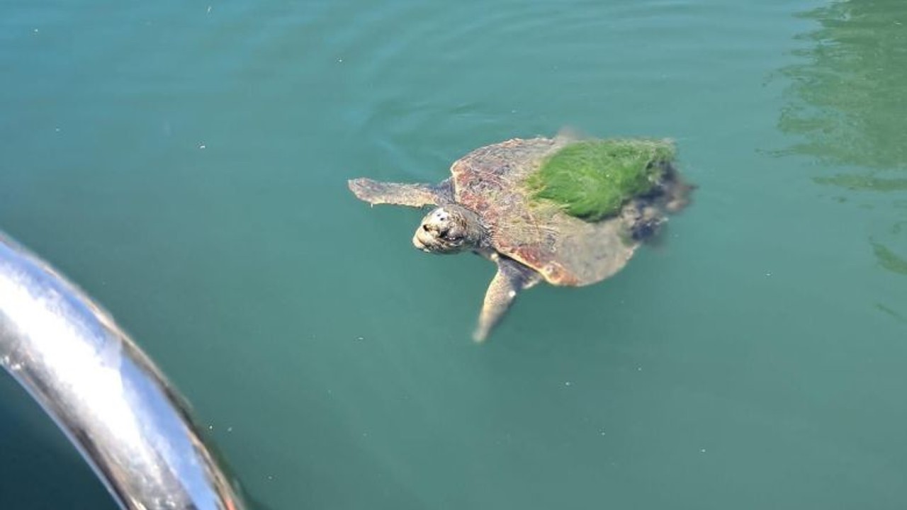Edremit'te Caretta Caretta Görüldü ! Uzmanlar Harekete Geçti
