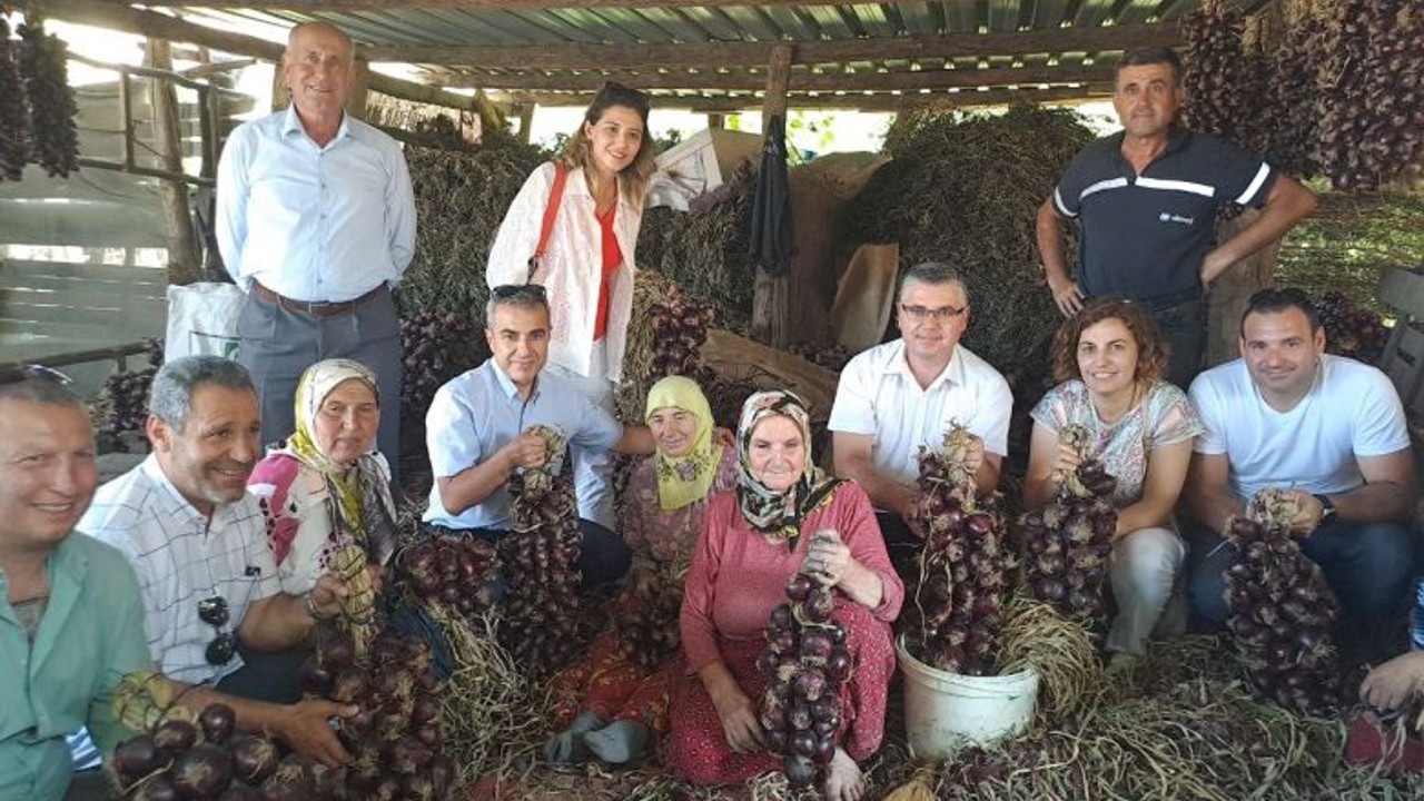 Tescilli Mor Soğanda Hasat Zamanı
