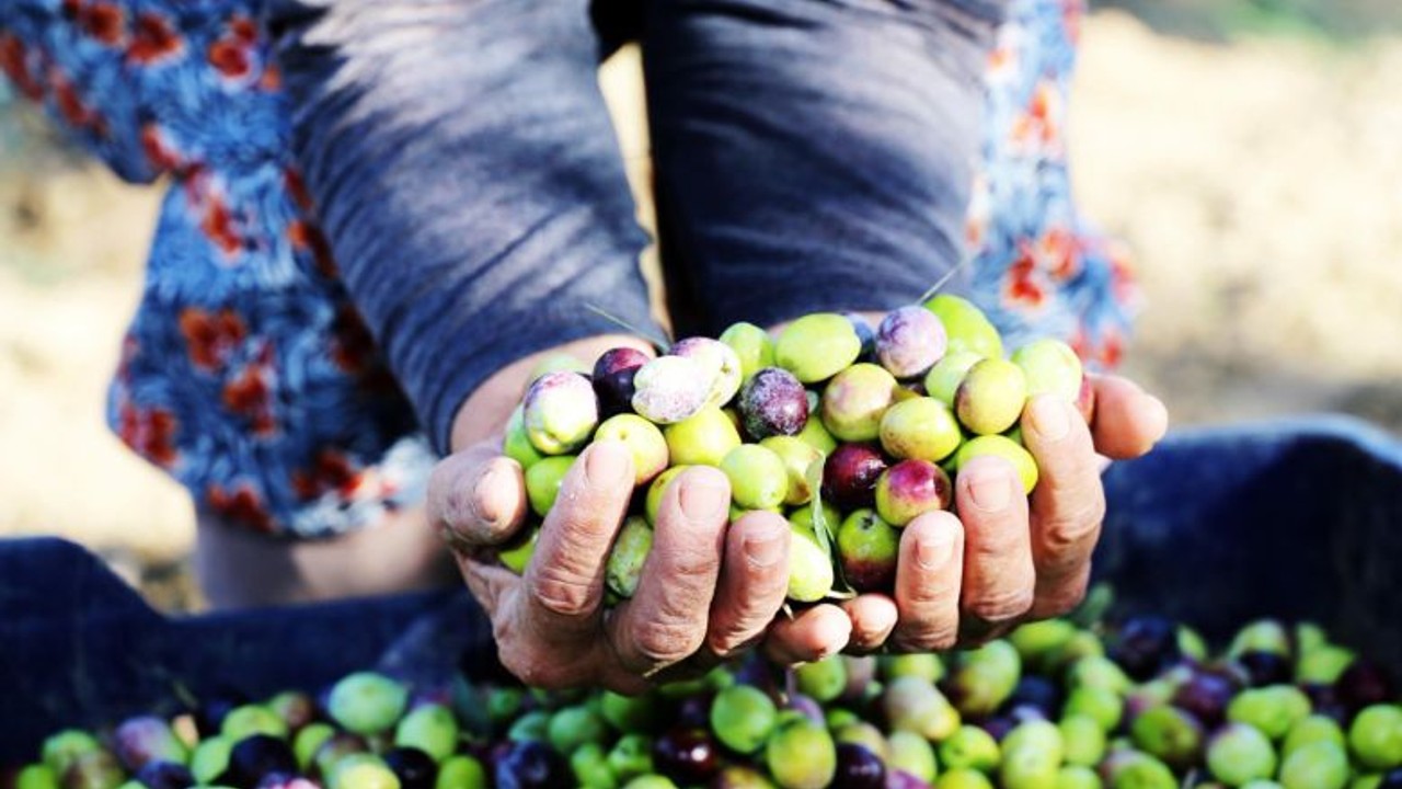 Zeytin Üretimine Büyük Darbe