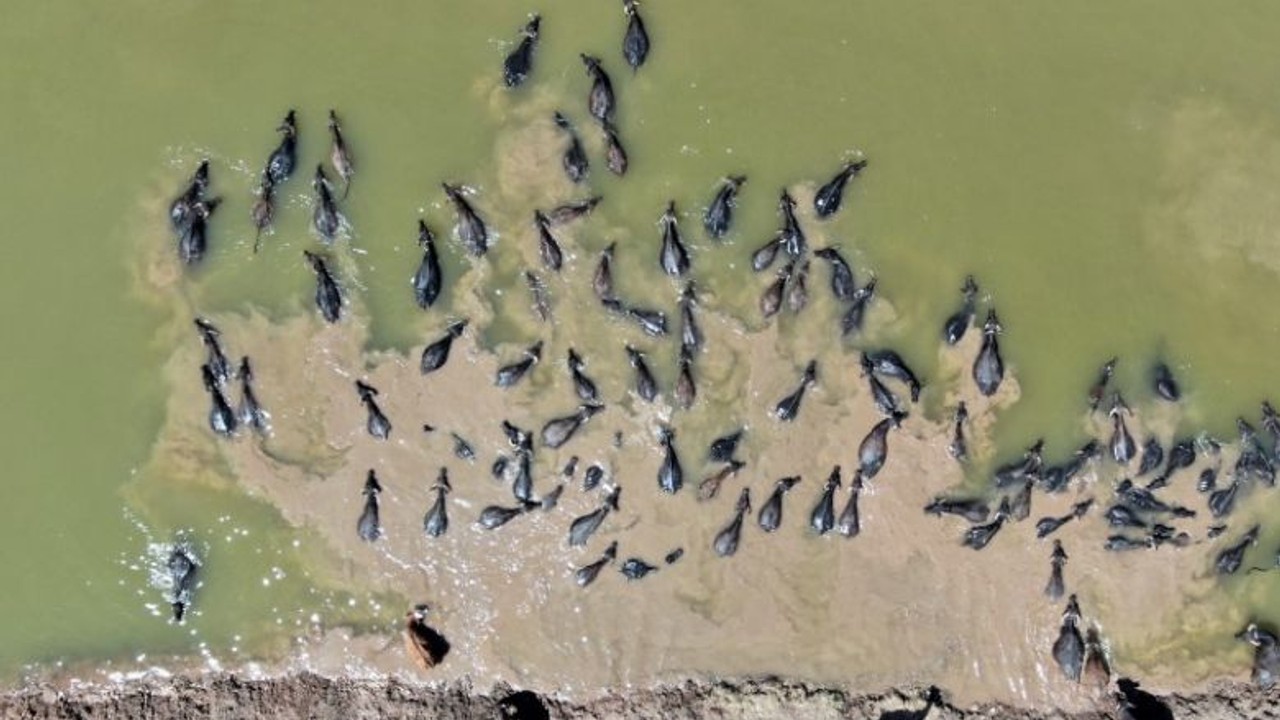 Afrika’yı Aratmayan Görüntüler Drone'da