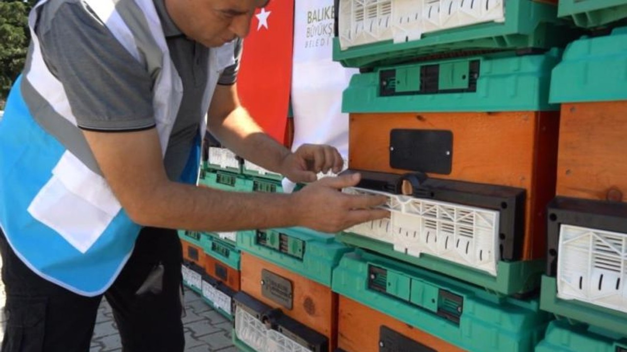 Balıkesir'de Kuruyan Ağaçlar Arılara Yuva Oluyor