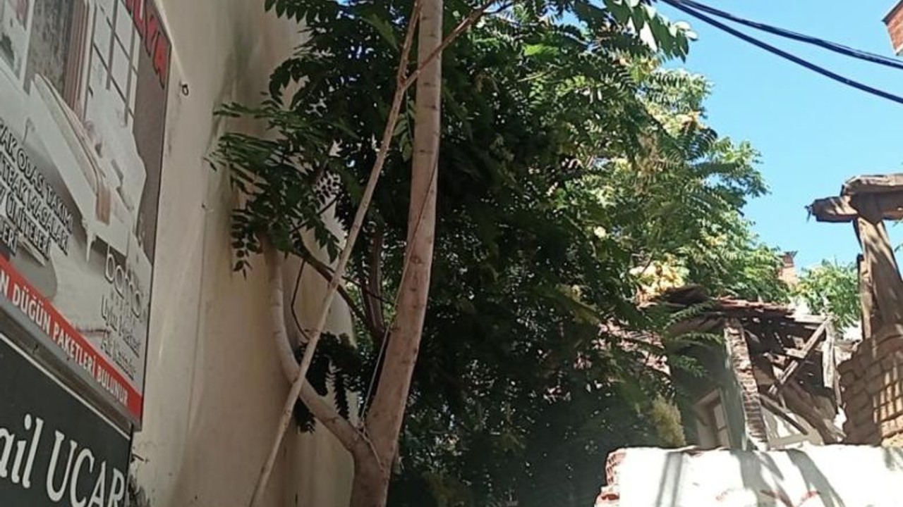 Polis Hırsızı Ceviz Ağacında Yakaladı