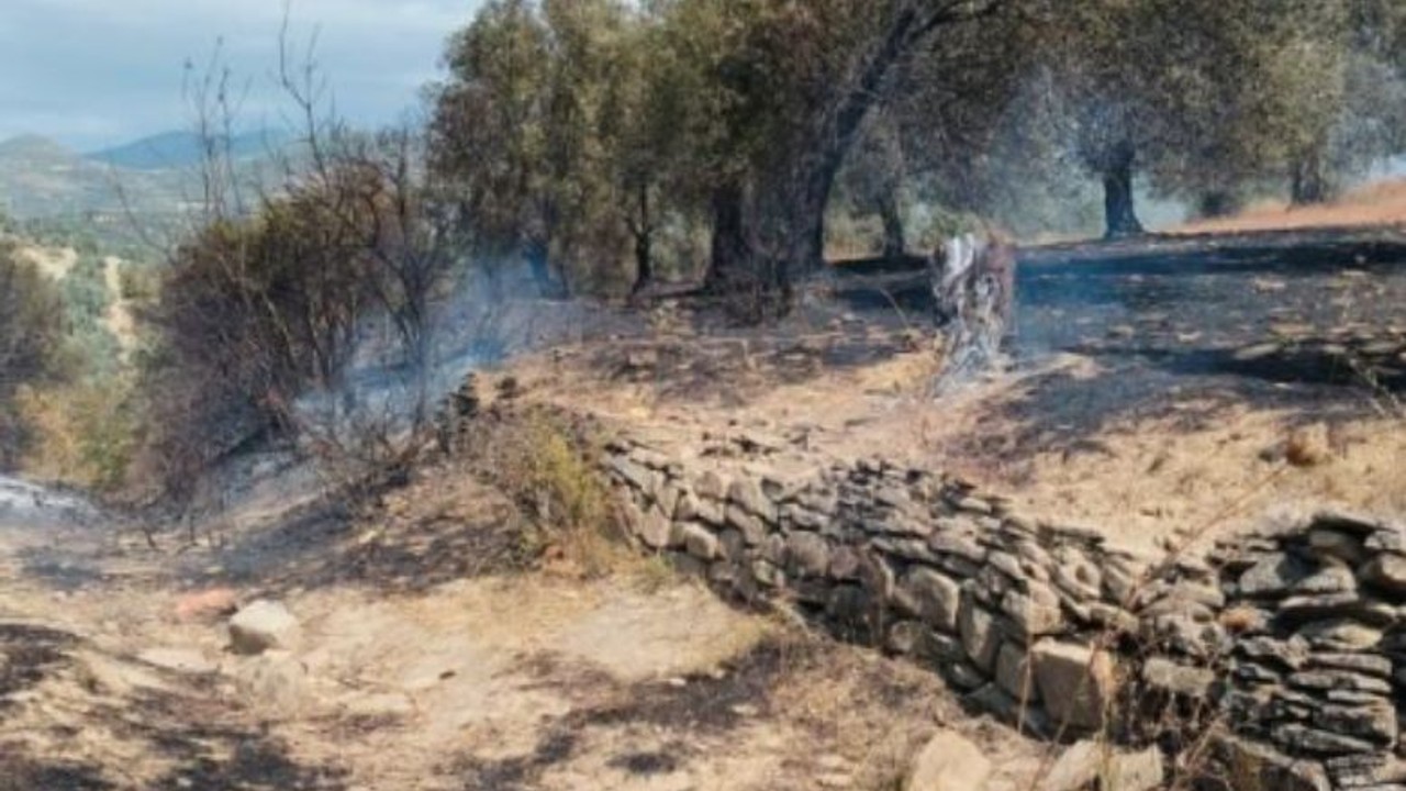 Balıkesir'de Zeytinlik Alanda Yangın Çıktı