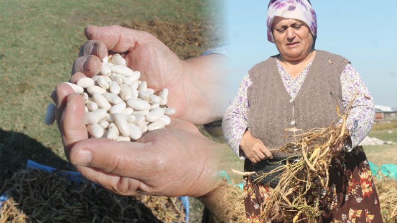 Bu Fasülyenin Hikayesi Var
