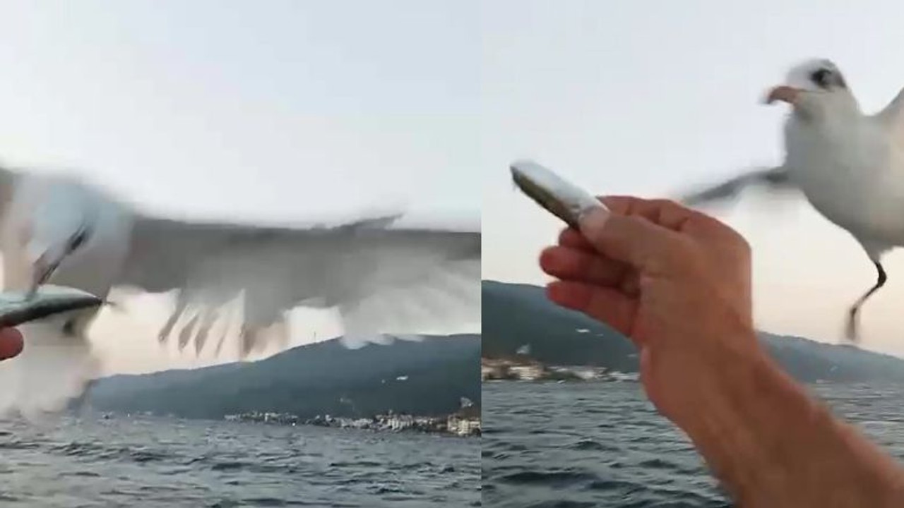 Denizde Sıradışı Dostluk ! Su Samurundan Sonra Martıyı da Besledi