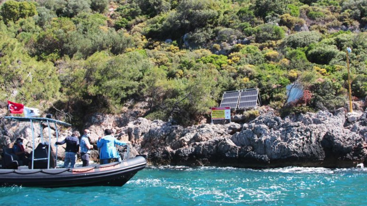 Marmara Denizinde Koy: Kum Köpek Balığı Üreme Alanı Oldu