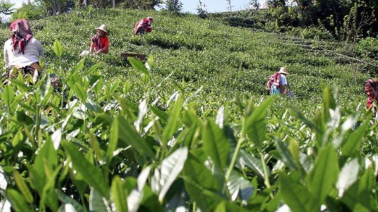 Türk Çayı 7 Ayda Milyon Dolar Kazandırdı