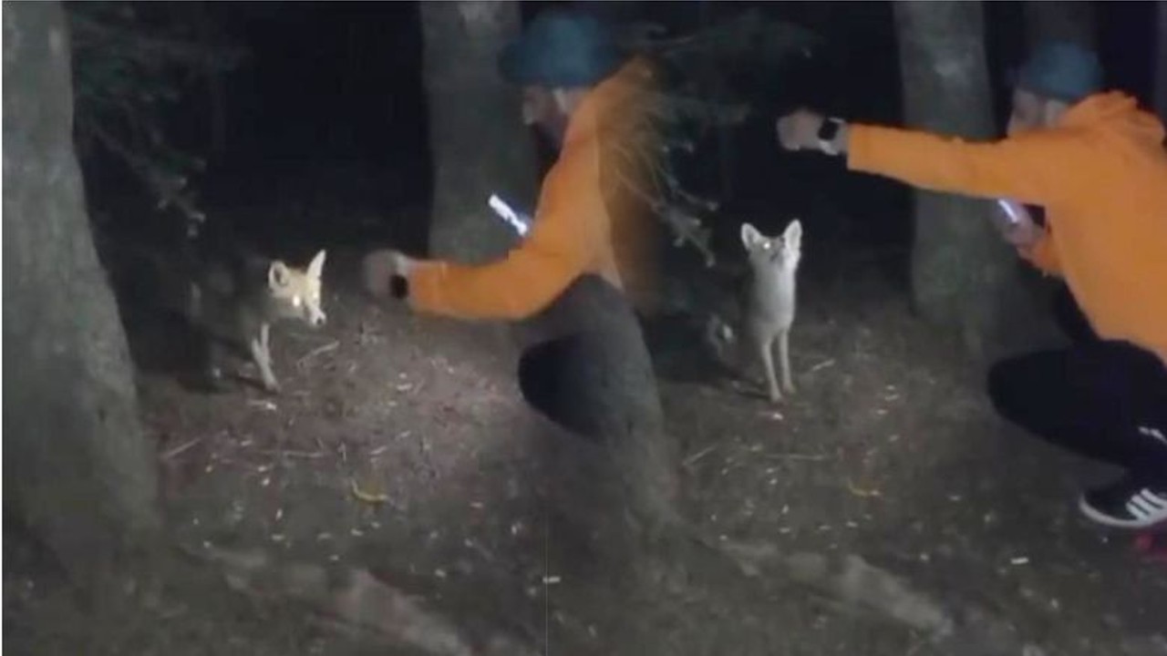 Yanına Gelen Tilkiye Köfte İkram Etti