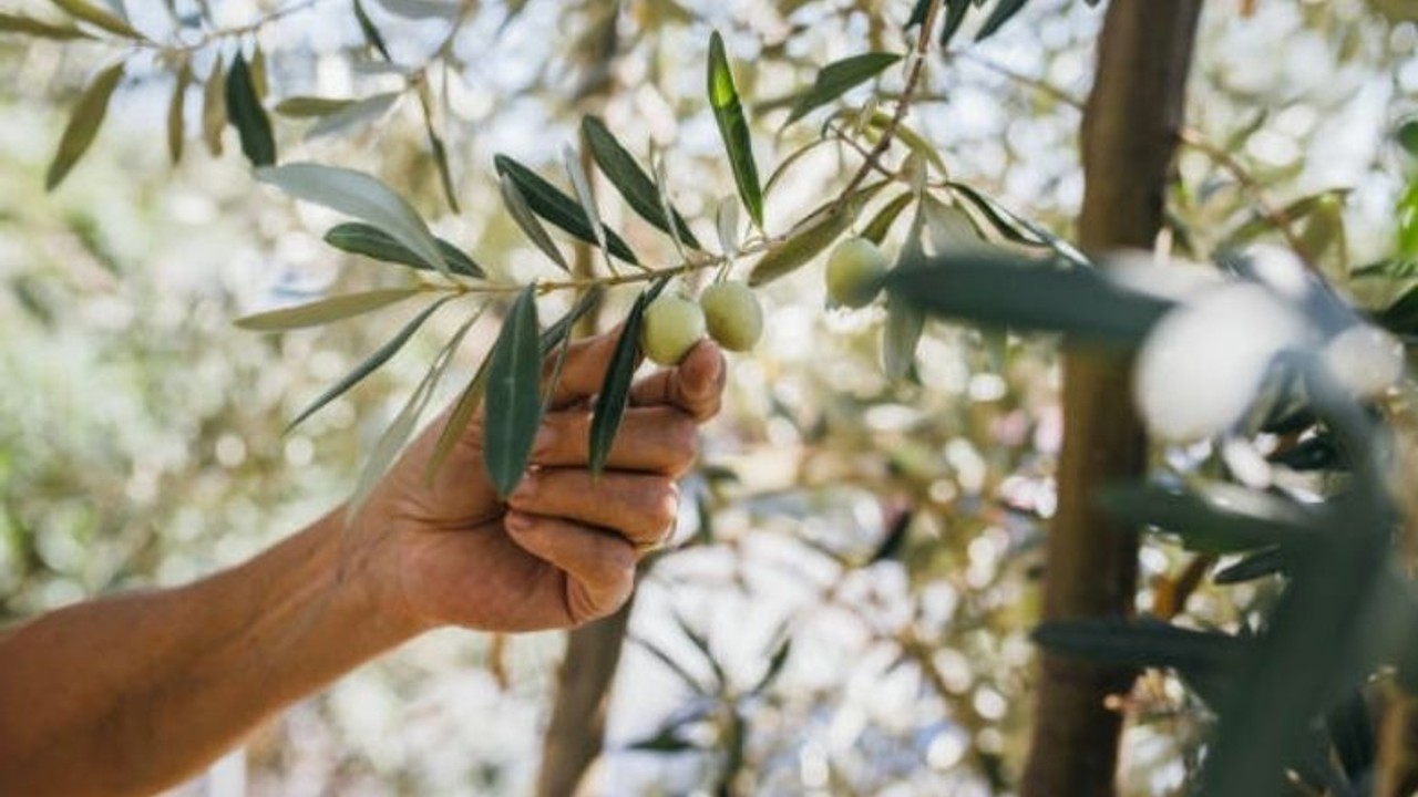 Zeytin Teorisi'nin Yaşama Bakış Açısı