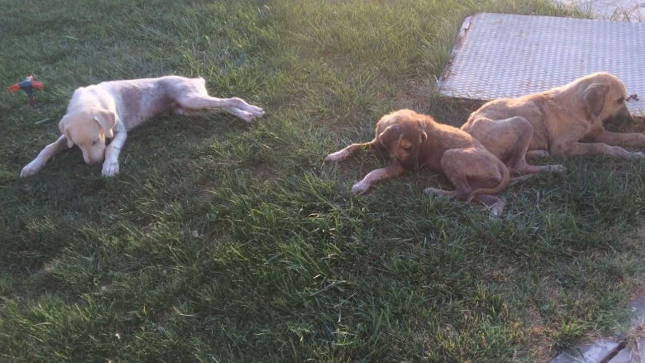 Balıkesir'de Hayvanseverler Sokak Köpeklerine Yuva Arıyor