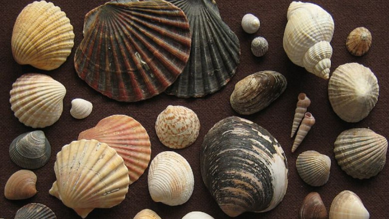 Doğanın Zarif Sanat Eserleri