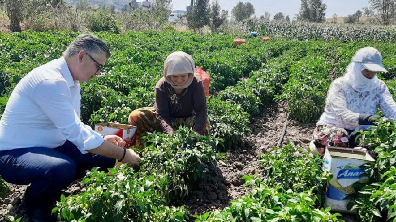Balıkesir Biberi Sofrayla Buluşuyor