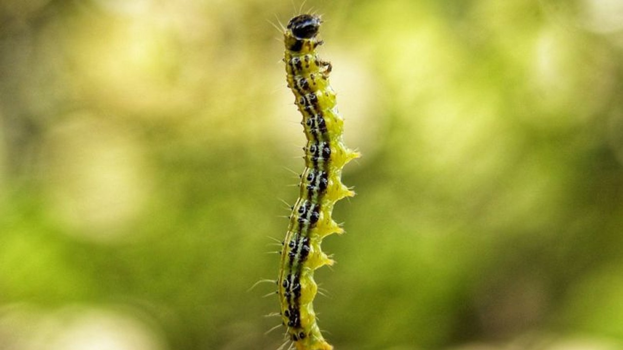 Bu Larva Paraziti Ormanlarımızı Kurtaracak