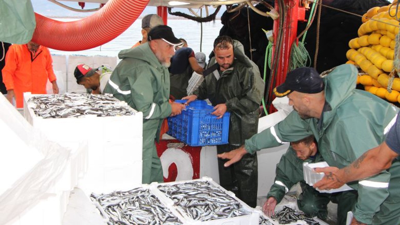 Güney Marmara'da Balık Bolluğu
