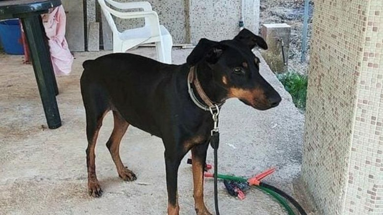 Korhan Berzeg'in Kaybında Önemli Gelişme : Tina'nın Tasması Rehber Olacak