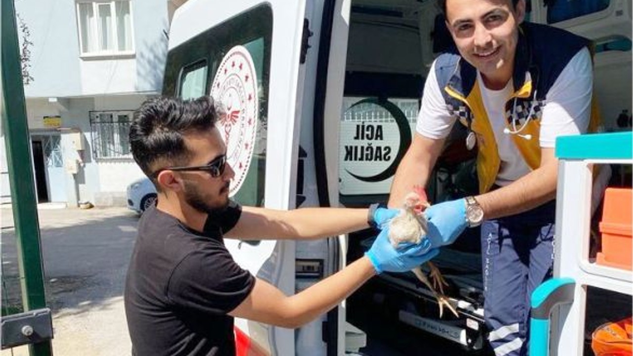 Sağlık Çalışanları Bu Kez Tavuğa Pansuman Yaptı