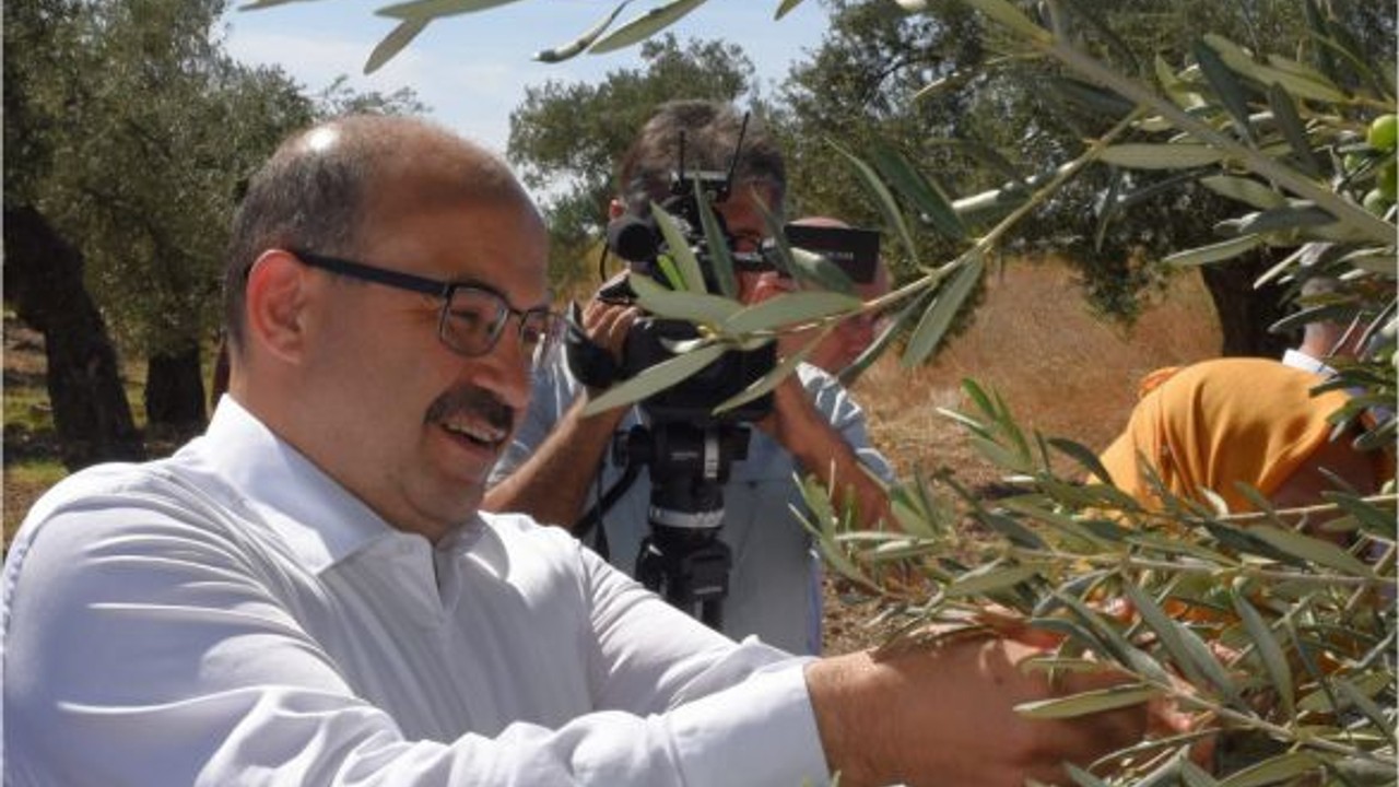 Vali Ustaoğlu Zeytin Ağaçlarının Arasında
