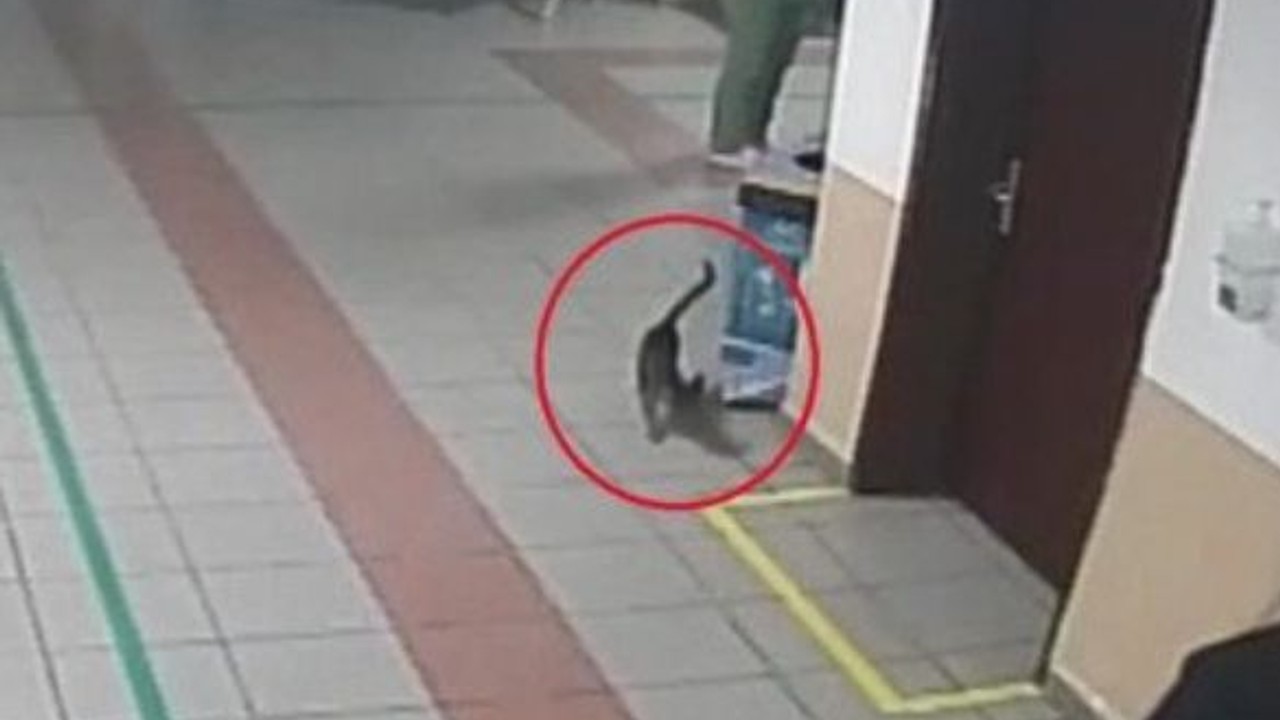 Diyaframı Yırtılan Kedi Hayvan Hastanesine Gitti