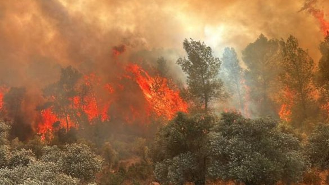 Diktiği 12 Bin Fidan Canına Mal Oldu!