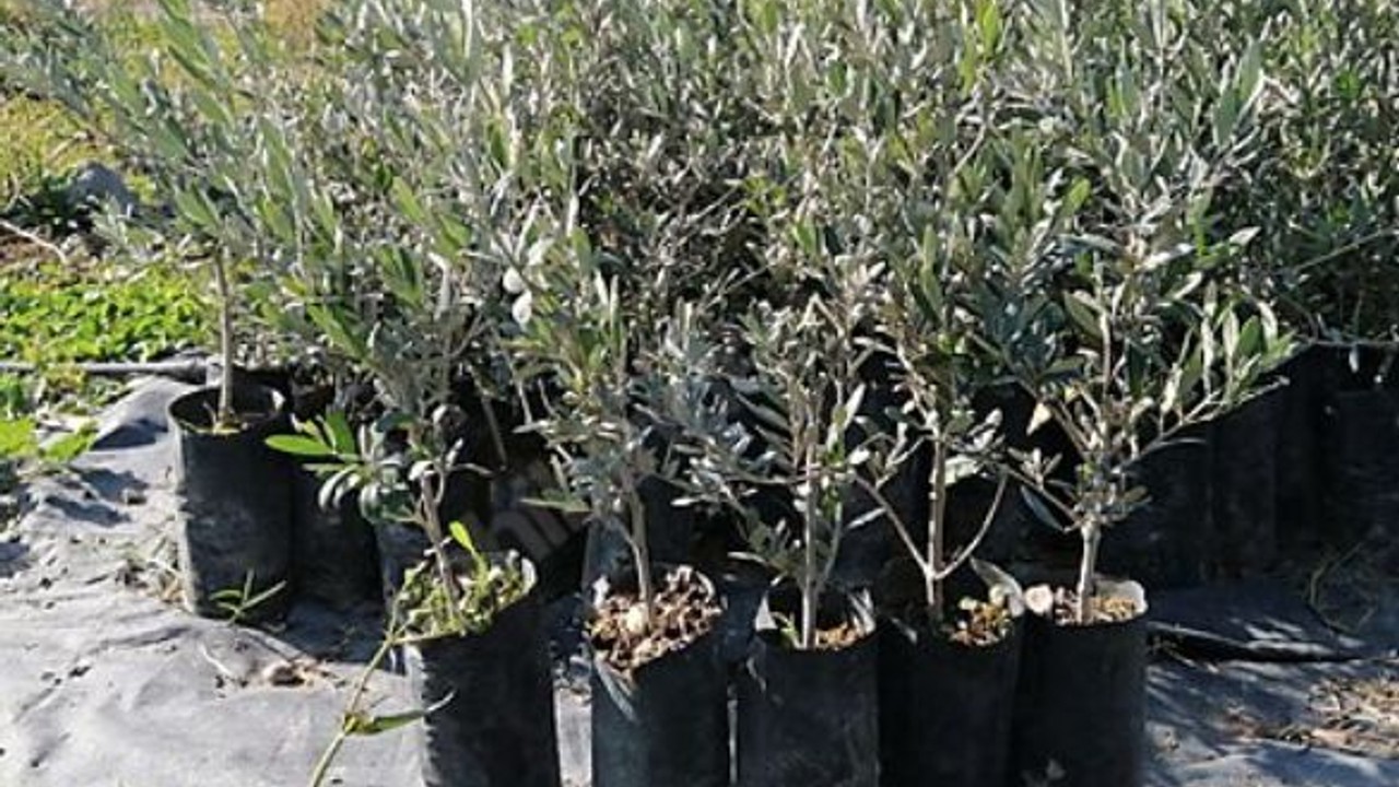 Edremit’ten, Çanakkale'ye 250 Fidan