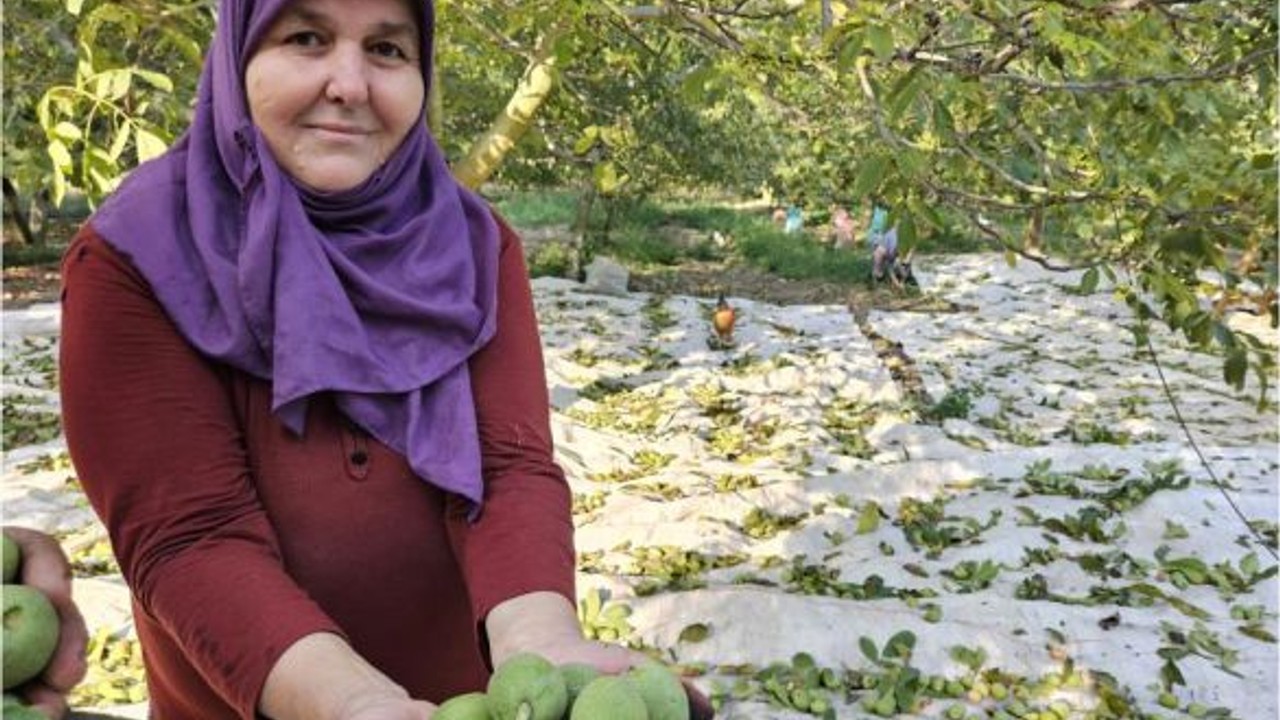 Balıkesir'de Ceviz Hasadı Başladı! Peki Verim Nasıl ?