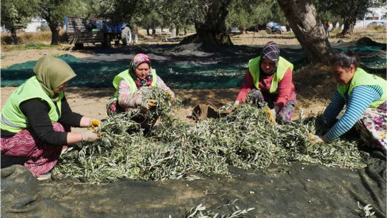 Balıkesir'de Yeni Hedef: 30 Ton Yağ Üretimi