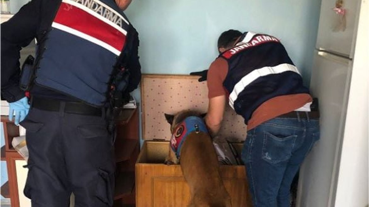 2 Narkotik Köpeği Huzur İçin Sahalarda