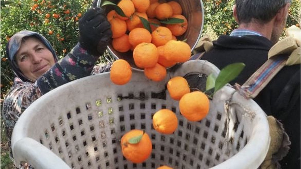 Havran’a Gelen Coğrafi İşaretli Mandalina Topluyor