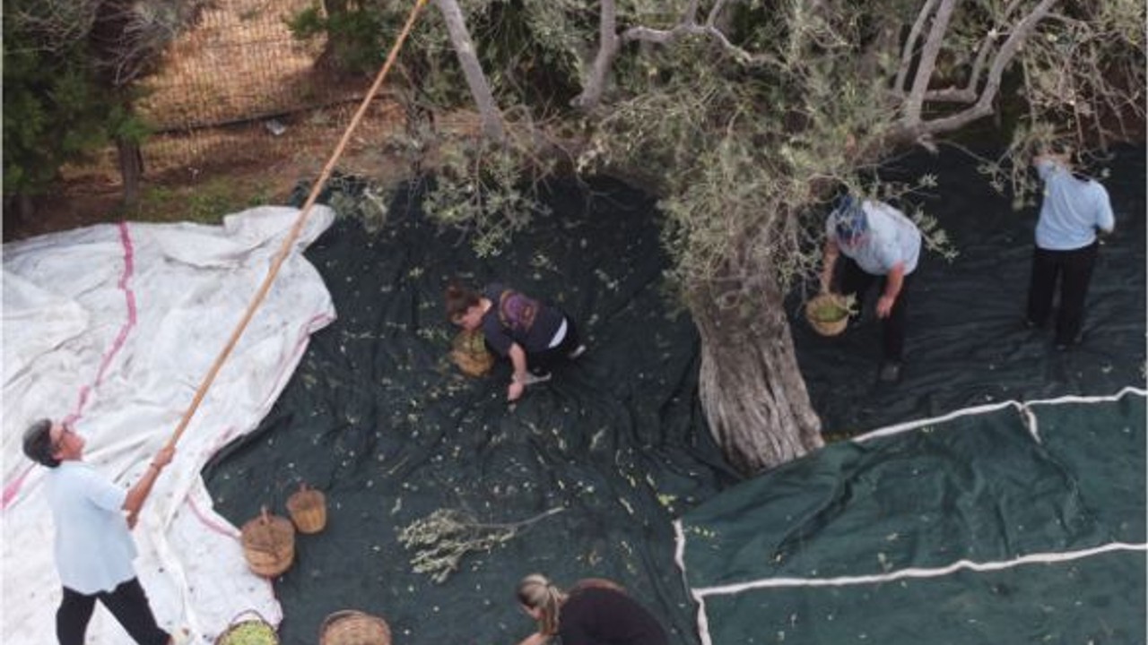 800 Yıllık Zeytin Ağacının Hasadı Yapıldı